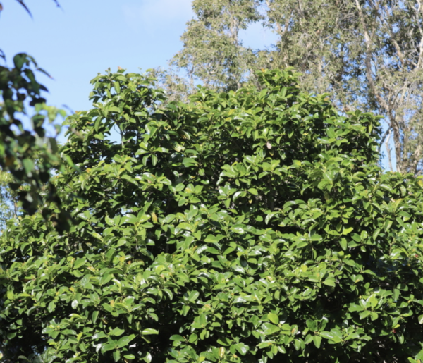 Dillenia alata (Golden guinea tree/Red beech) - Tube stock